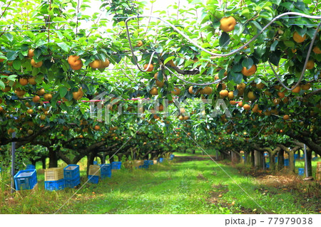 梨園 梨園 77979038