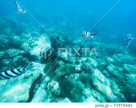 Under the sea Travel in the diving sea 77979485