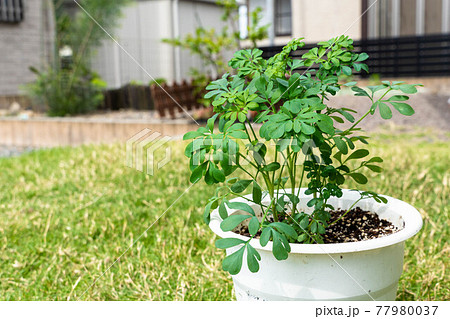 猫よけ ハーブ ルー 猫よけ ハーブ ルー 77980037