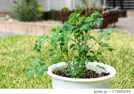 猫よけ　ハーブ　ルー 77980049