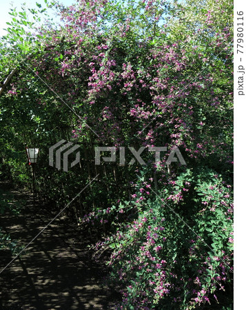 向島百花園の萩のトンネル 入口 の写真素材
