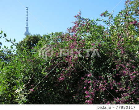 向島百花園の萩のトンネルの花と東京スカイツリーの写真素材