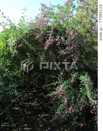 向島百花園の萩のトンネル(入口) 向島百花園の萩のトンネル(入口) 77980118