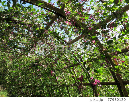 向島百花園の萩のトンネル（内部） 77980120
