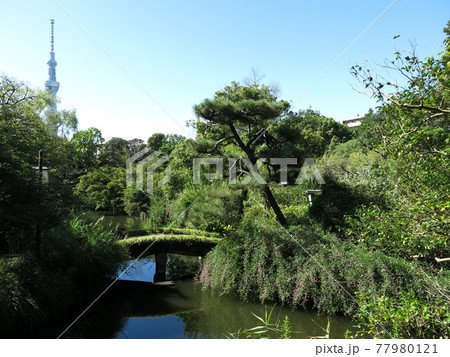 萩が咲く秋の向島百花園と東京スカイツリー 77980121