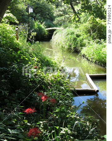 彼岸花や萩が咲く秋の向島百花園の写真素材