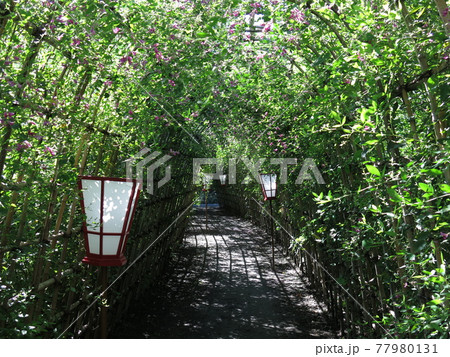 向島百花園の萩のトンネル（内部） 77980131
