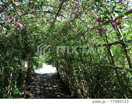 向島百花園の萩のトンネル 内部 の写真素材