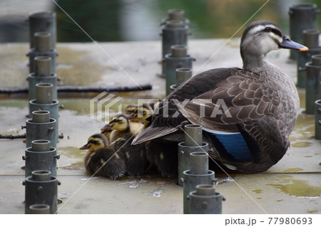 葛飾区役所　カルガモ親子 77980693