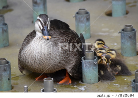 葛飾区役所　カルガモ親子 77980694