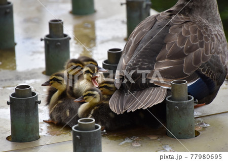 葛飾区役所 カルガモ親子 葛飾区役所 カルガモ親子 77980695