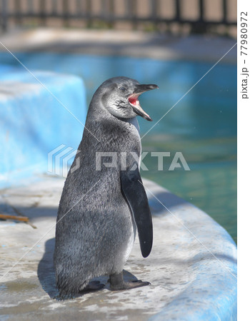 ペンギンの子供 77980972