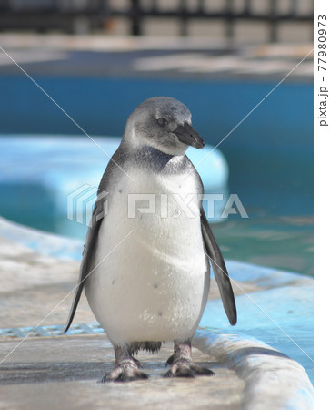 ペンギンの子供 77980973