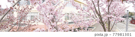 桜と小学校 擬似空撮 同時撮影の動画素材あり の写真素材