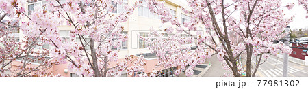 桜と学校 擬似空撮 同時撮影の動画素材あり の写真素材