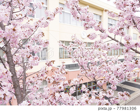 桜と小学校（擬似空撮 同時撮影の動画素材あり） 77981306