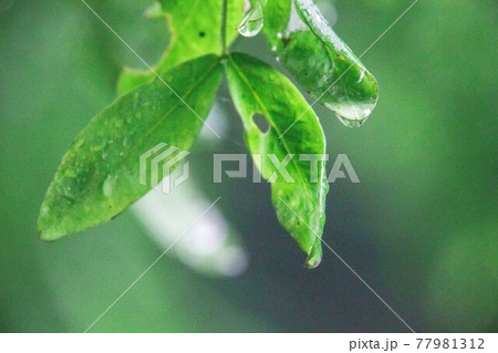 水の滴る葉 77981312