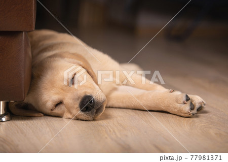 Close up view of cute golden labrador retriever dog sleeping on floor indoors on blurred background. Time to sleep, sweet dreams, goodnight Close up view of cute golden labrador retriever dog sleeping on floor indoors on blurred background. Time to sleep, sweet dreams, goodnight 77981371