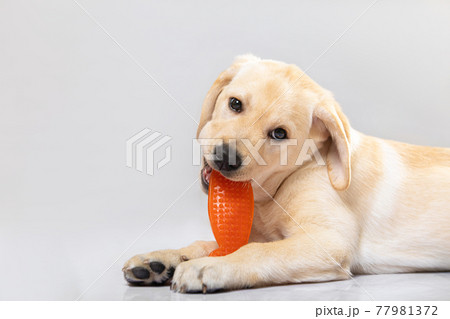 Cute little golden labrador retriever puppy lying on floor merrily biting orange plastic toy. Close up portrait isolated on white. Pet shop, curiosity Cute little golden labrador retriever puppy lying on floor merrily biting orange plastic toy. Close up portrait isolated on white. Pet shop, curiosity 77981372