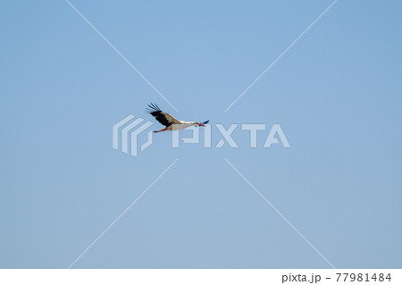Stork flying in blue sky Stork flying in blue sky 77981484