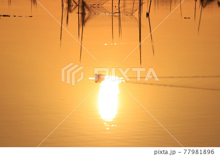 印旛沼の朝焼け 77981896