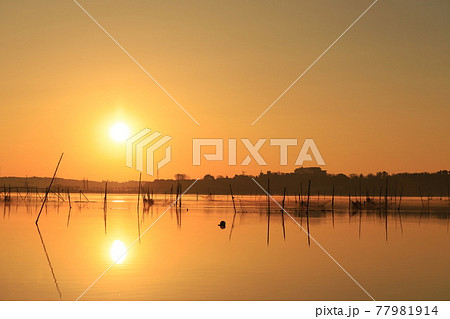 印旛沼の朝焼け 印旛沼の朝焼け 77981914