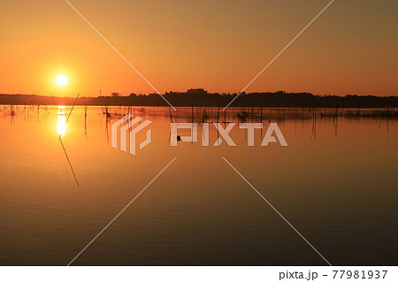 印旛沼の朝焼け 77981937