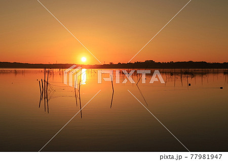 印旛沼の朝焼け 印旛沼の朝焼け 77981947