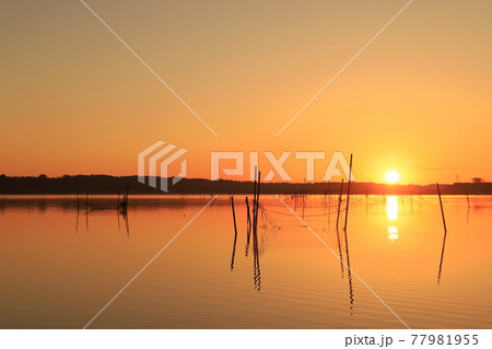 印旛沼の朝焼け 印旛沼の朝焼け 77981955