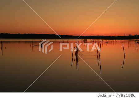 印旛沼の朝焼け 印旛沼の朝焼け 77981986