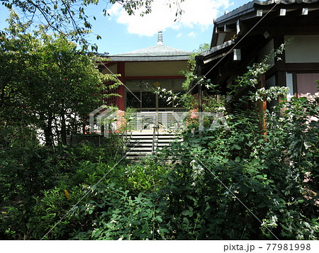 白萩が咲く江東区亀戸の龍眼寺（本堂） 77981998