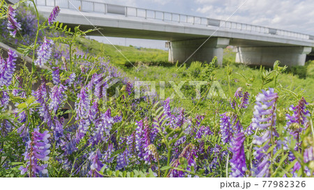 旭橋をバックにクサフジの花/新河岸川河岸場跡(埼玉県川越市) 旭橋をバックにクサフジの花/新河岸川河岸場跡(埼玉県川越市) 77982326