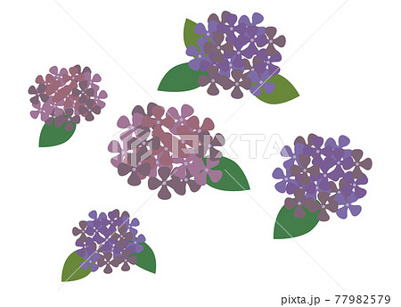 葉っぱの付いた紫陽花の花5個セットのイラスト素材