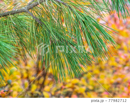 Cedar branches with long fluffy needles with a beautiful blurry background. 77982712