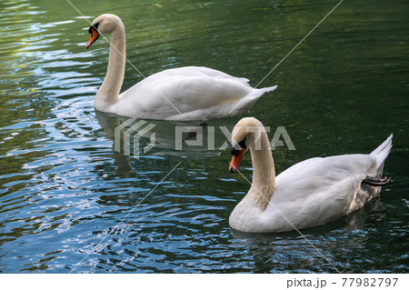 Two graceful white swans swim in the dark water. 77982797