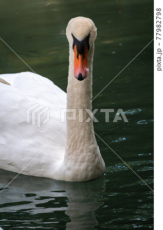 Portrait of a graceful white swan with long neck on green water background. Portrait of a graceful white swan with long neck on green water background. 77982798
