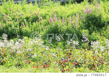 公園 川 河 77983017