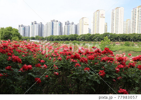 建物 公園 川 77983057