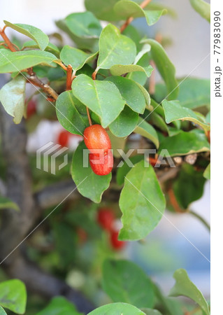 赤い茱萸（グミ）の実 77983090