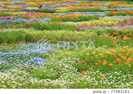 春の花畑 77983161
