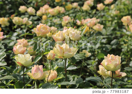 川 河 植物 77983187