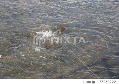 川 河 堤防 77983222