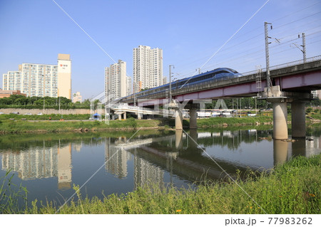 川 河 植物 77983262