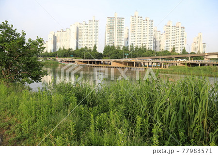 ビル 川 河 77983571