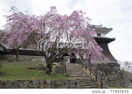 岩村城　山麓に復元された太鼓櫓と枝垂れ桜 77983659