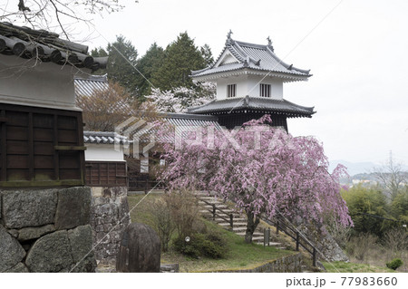 岩村城　山麓に復元された太鼓櫓と枝垂れ桜 77983660