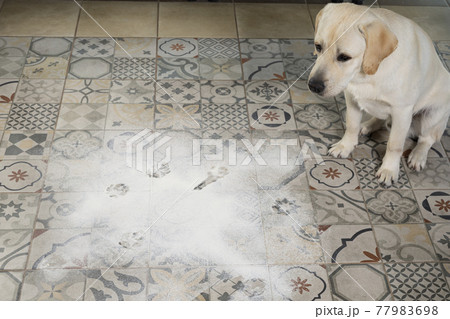 naughty labrador puppy. dog sits in middle of mess, near scattered flour on floor 77983698