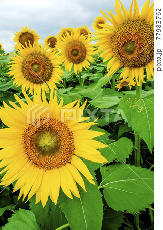 曇りの日にしっとり咲く新潟県津南町のひまわり広場の花たち 77983762
