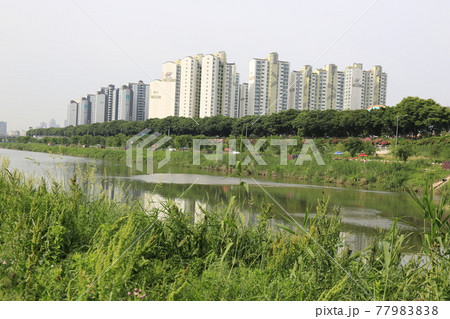 植物 葉 緑 77983838