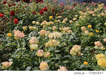 野菜 葉 緑 77983847